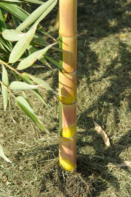 Phyllostachys praecox viridisulcata 5 2012